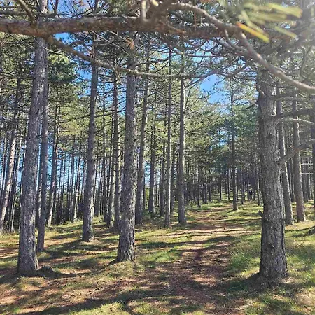 Daire Twins View Zlatibor